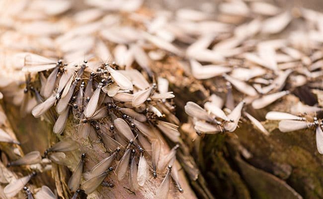 Termites Vs Carpenter Ants Complete Pest Solutions