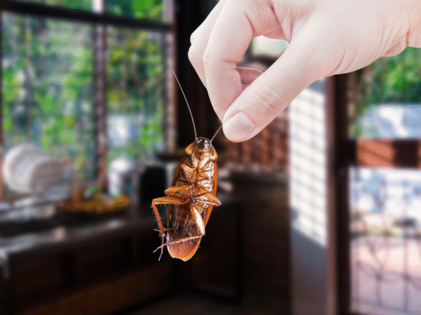 Fall pest control Atlanta