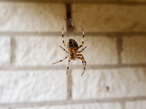 Winter pest control Youngstown