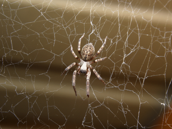 Rodent prevention Cleveland OH