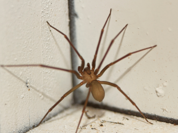 Pittsburgh spider control