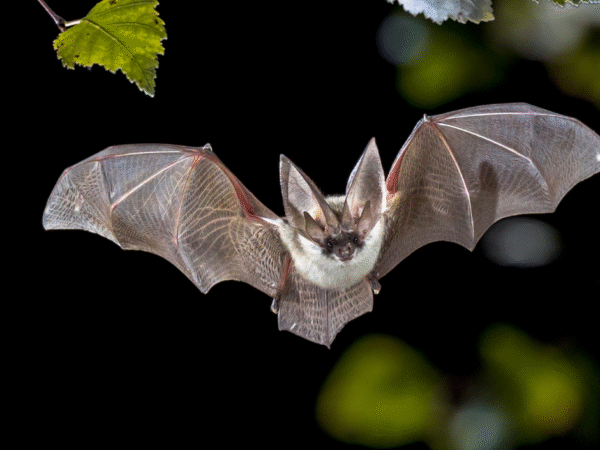 Rodent prevention Hermitage PA