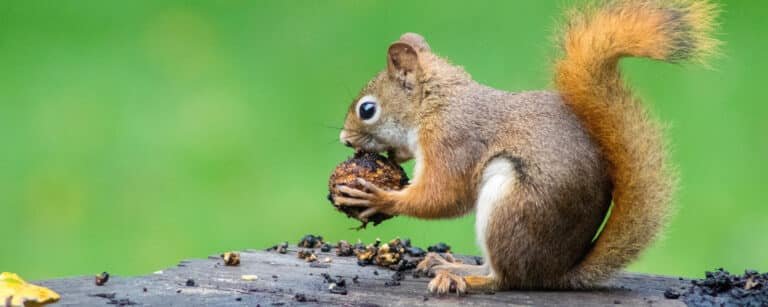 Squirrels