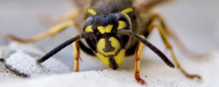 Wasp, Hornet & Bee Extermination