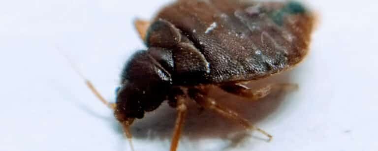 Bed Bug Extermination