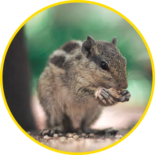 Rodent Control Services