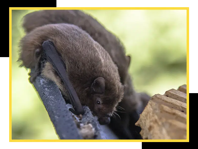 Property damage from bats