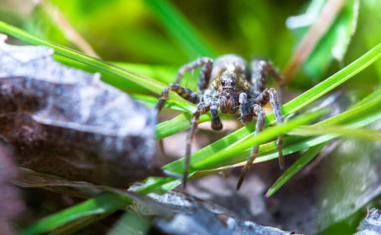 wolf spider