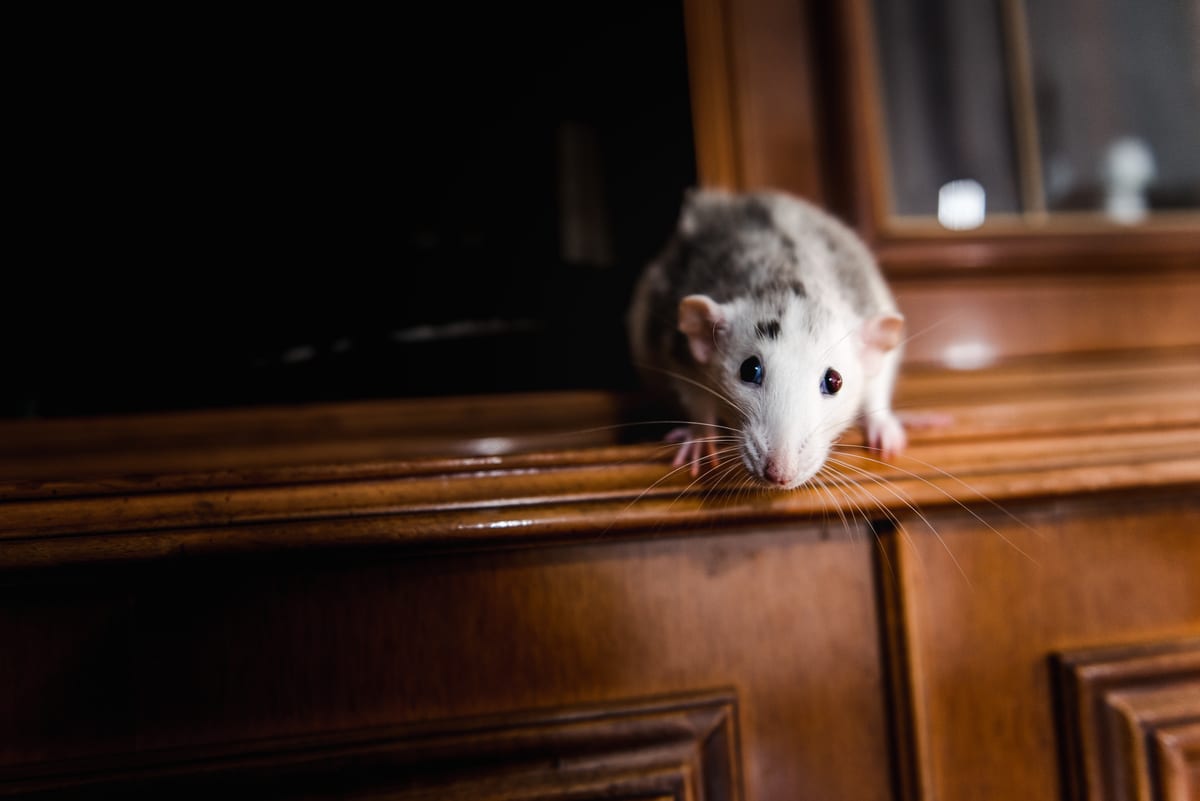 The Rat Next Door: Ohio's Common Norway Rat – Complete Pest Solutions