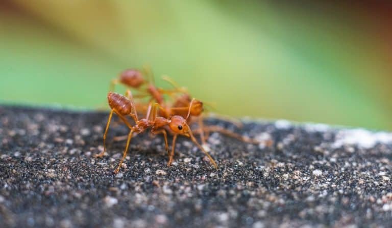 ants
