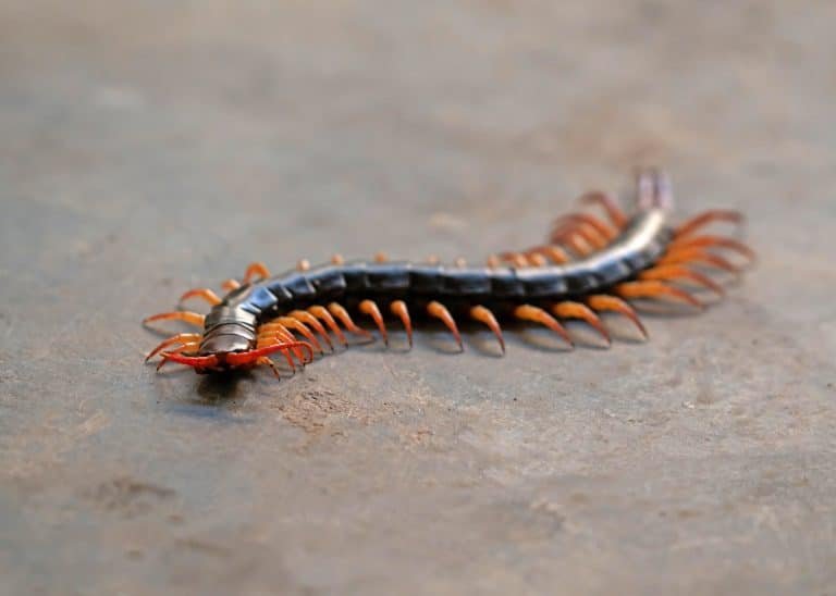 centipede