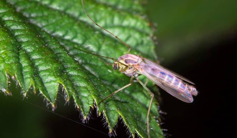 mosquito