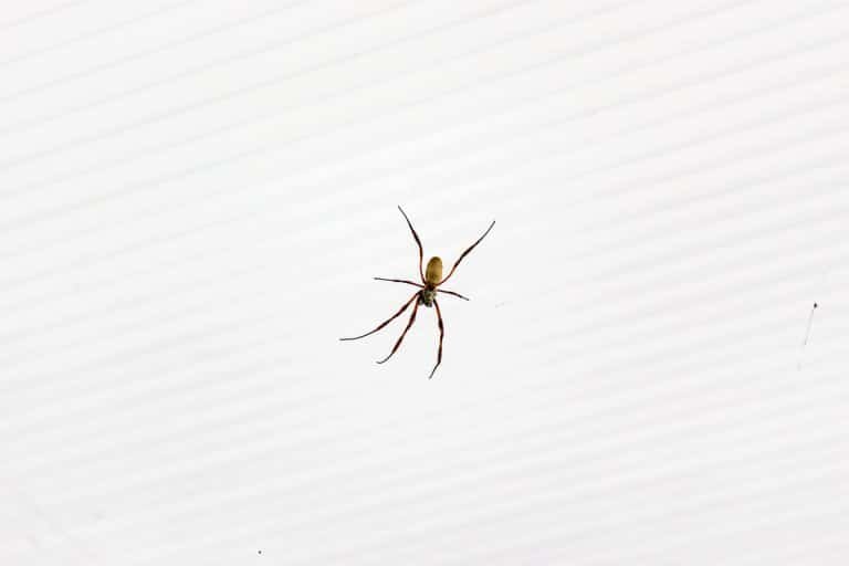 brown recluse spider