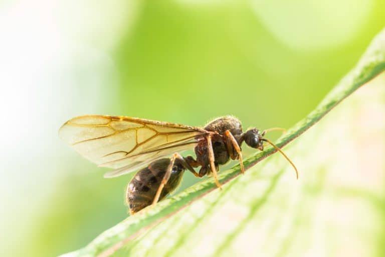winged ant