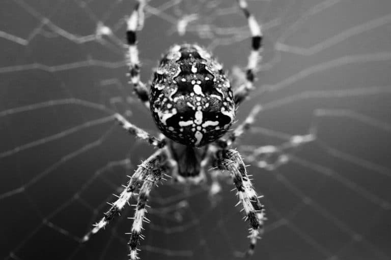 Black And White Spider
