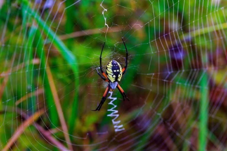 spider