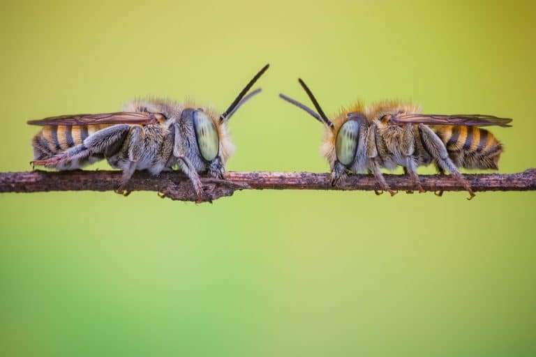 carpenter bees