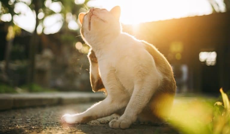 pet flea