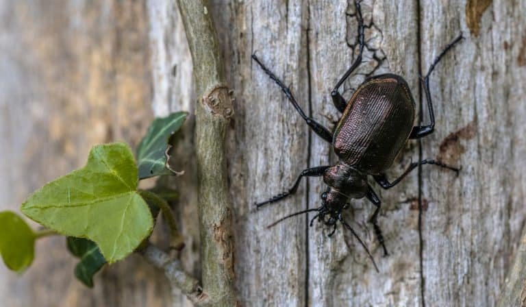 ground beetle
