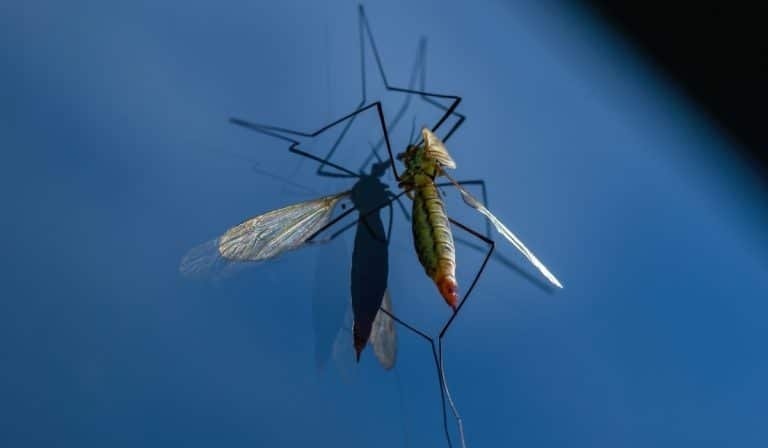 mosquito
