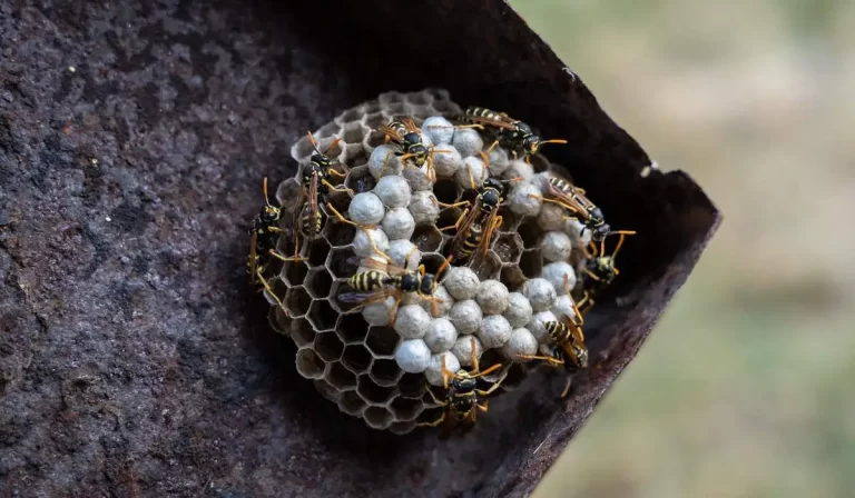 wasp nest