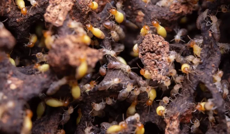 Termite Treatment And Extermination
