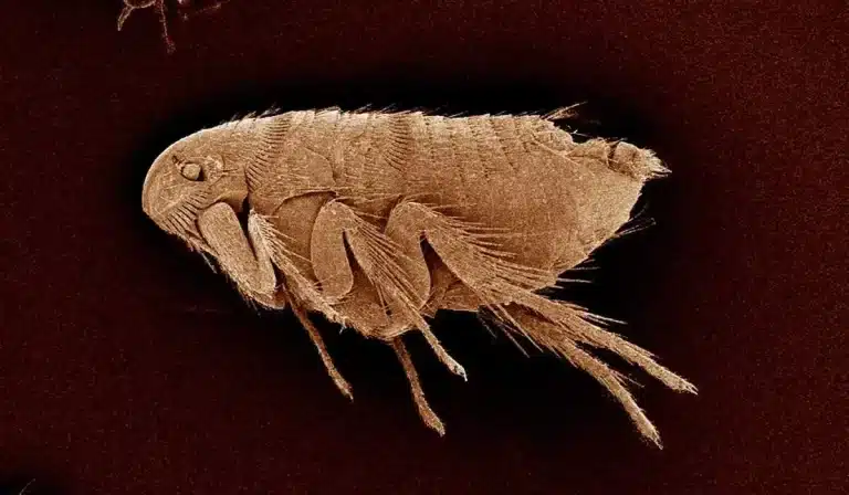 a flea