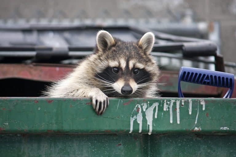 Raccoon in trash