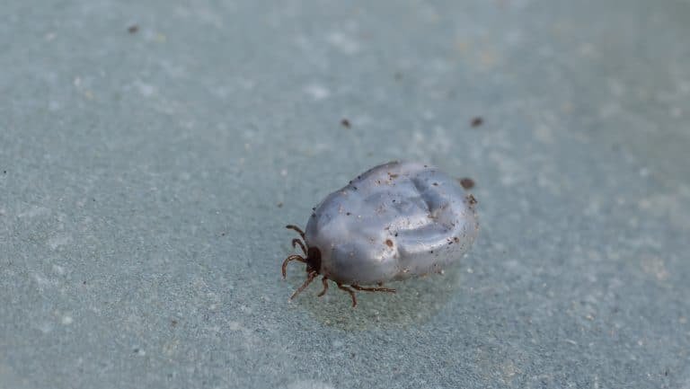 Live engorged tick found in damp nesting material formally used by a european hedgehog as a hibernaculum. hedgehog ticks have been known to carry lyme disease in the uk