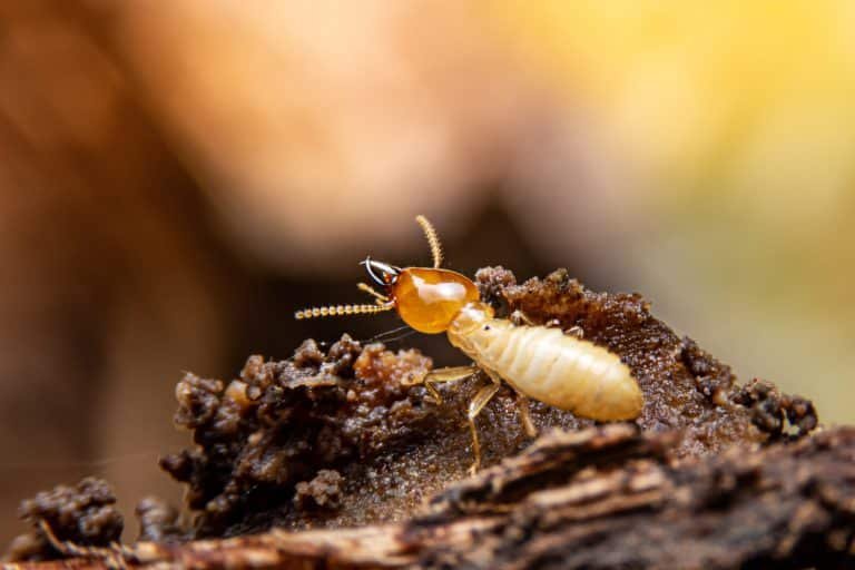 Selective focus of the small termite on decaying timber. the ter