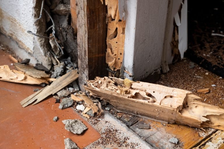 Termite damage