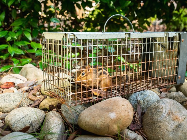 Chipmunk in live humane trap. pest and rodent removal cage. catch and release wildlife animal control service.