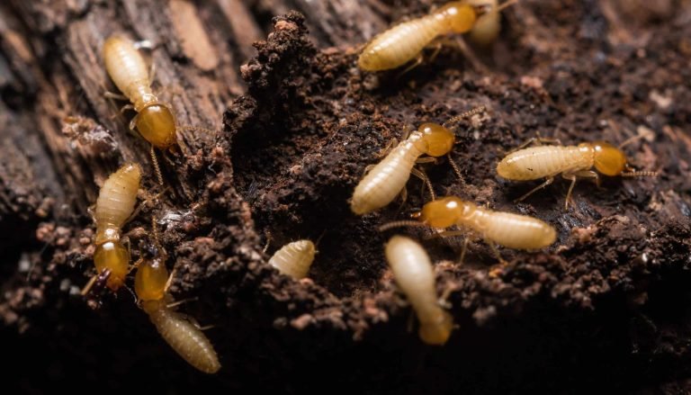 Close up termites or white ants