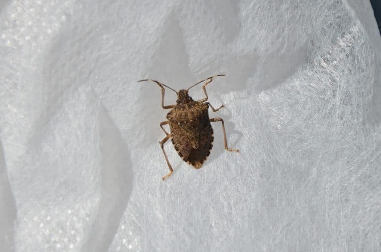 Brown marmorated stink bug photo feat