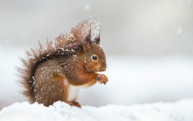 Avoid wildlife damage 1024x640