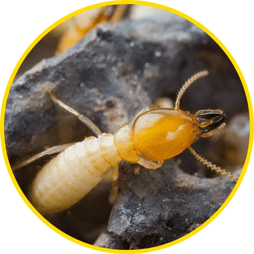 Termites in Ohio Termites in Ohio