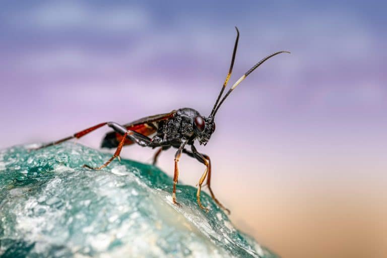 How Heavy Snow and Freezing Temperatures Drive Pests Indoors in Canton, Ohio