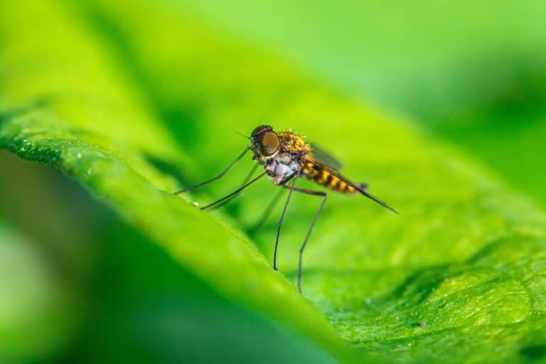 Year-Round Mosquito Activity and Winter Rodent Risks in Atlanta