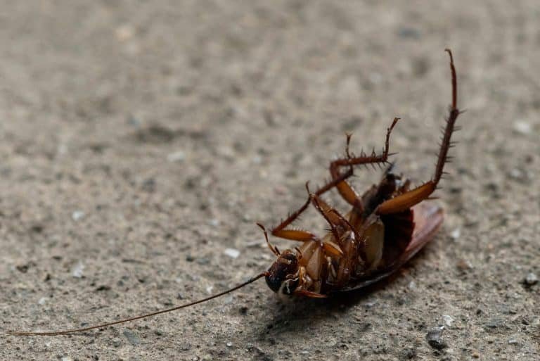 Roach Extermination Services