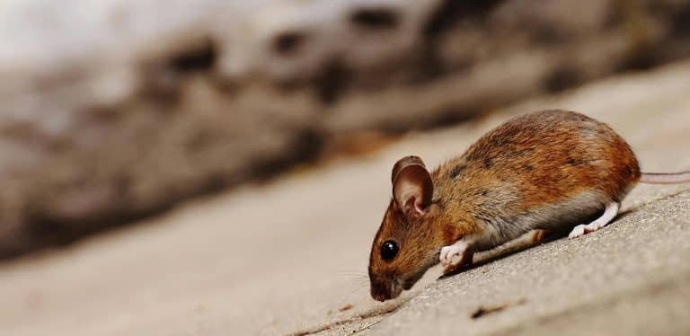 Protect Your Home from Rodents, Spiders, and Stink Bugs During Hermitage’s Cold Winters