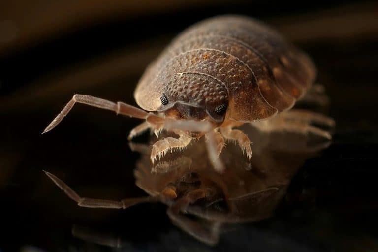 Managing Moisture and Preventing Pest Issues in Akron’s Historic Neighborhoods