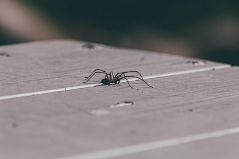 spider in canton ohio