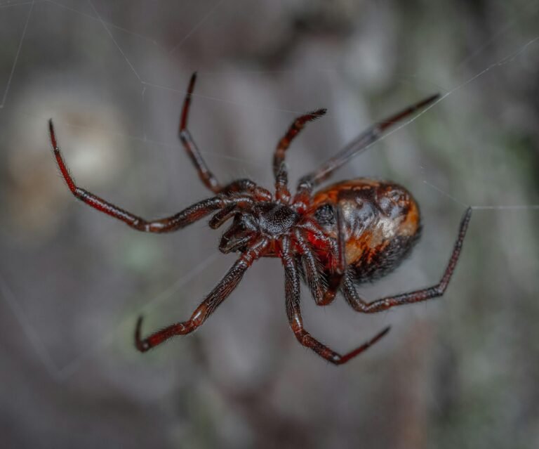 Spider in Massachusetts