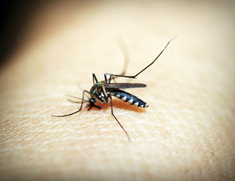 Pest Control in Fort Myers, Florida