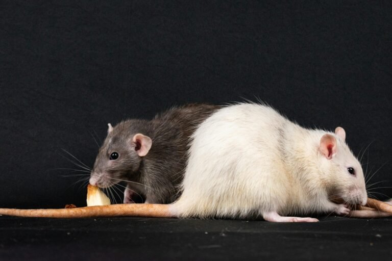 mice in Columbus, Ohio