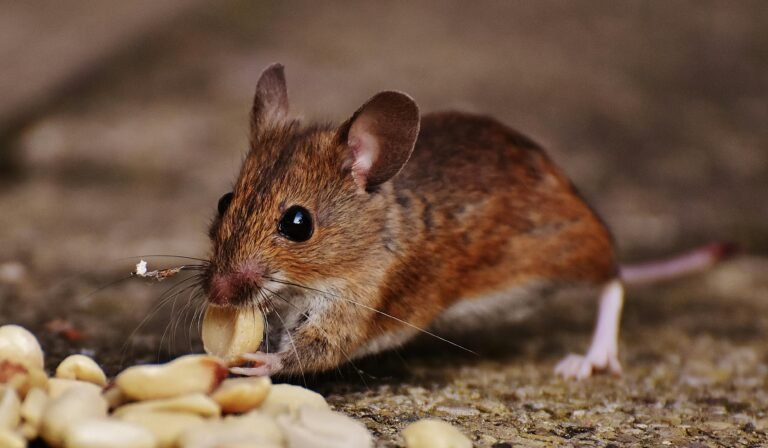 Winter Pest Control in Pittsburgh