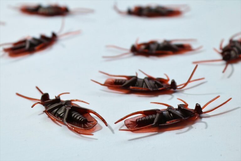 cockroaches in youngstown