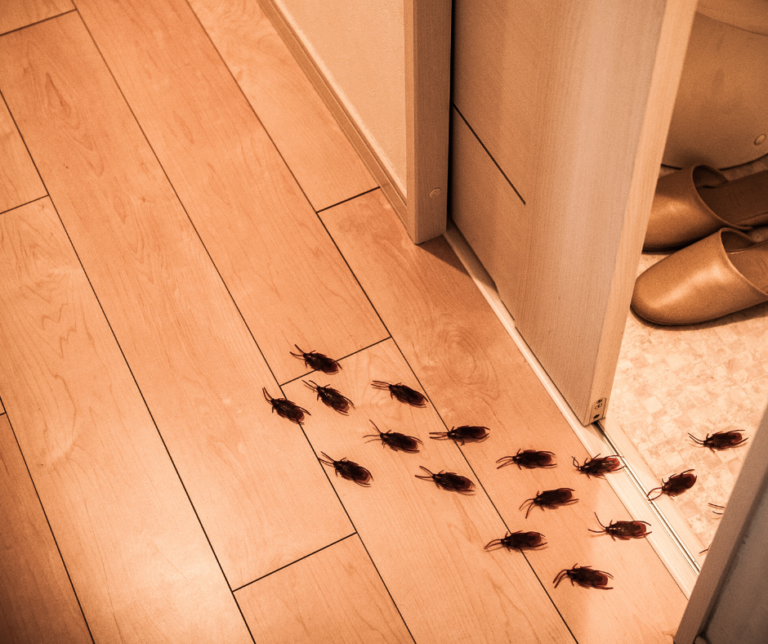 When to Call a Professional Exterminator in Hermitage Pennsylvania