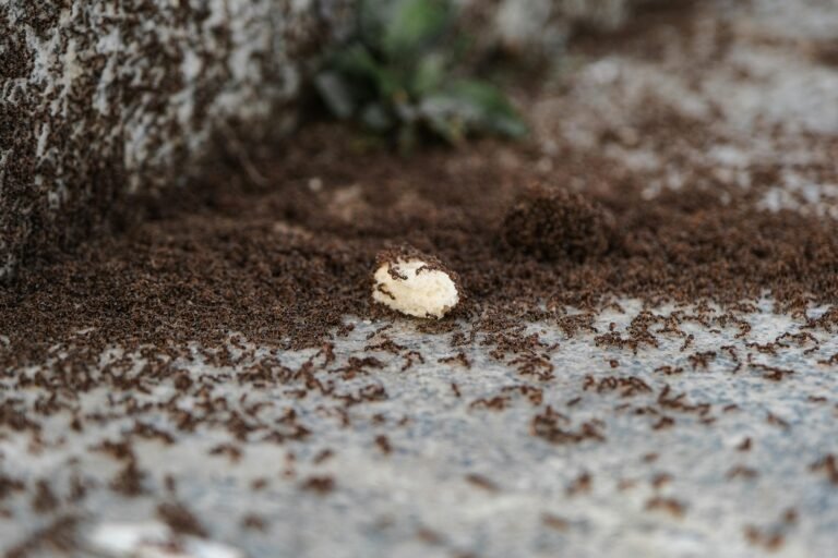 Ants In Canton Ohio