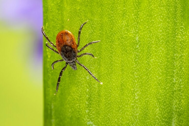 Ticks in Canton Ohio